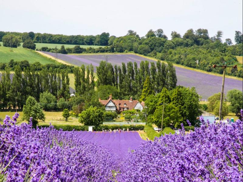 Serene Summer Stay